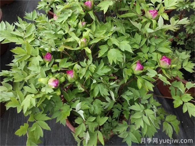 牡丹花花期施什么肥？(圖1)