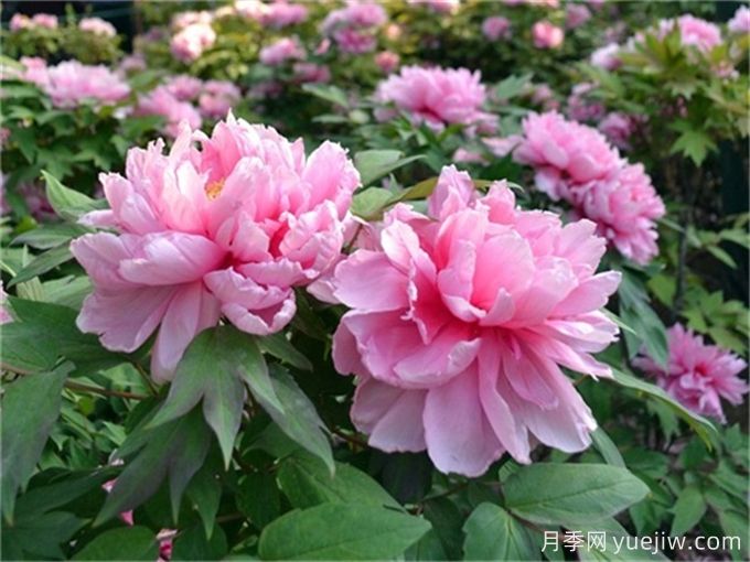 牡丹花苗繁殖技術(圖1)