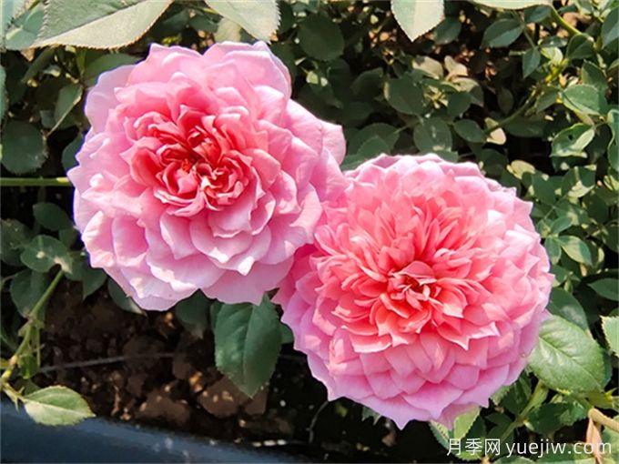 適于室內(nèi)種植的植物和不適于室內(nèi)種植的植物有哪些？(圖1)