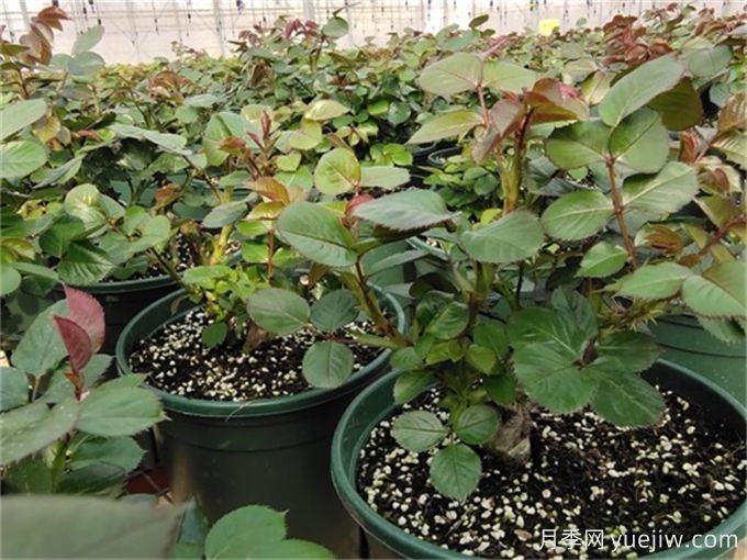 月季出筍芽，需要打頂嗎？(圖1)