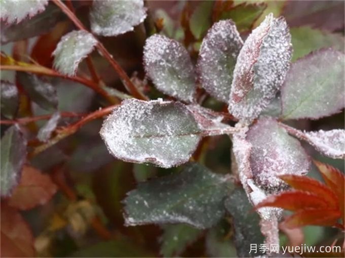 月季花白粉病怎樣產生的？如何防治白粉病(圖2)