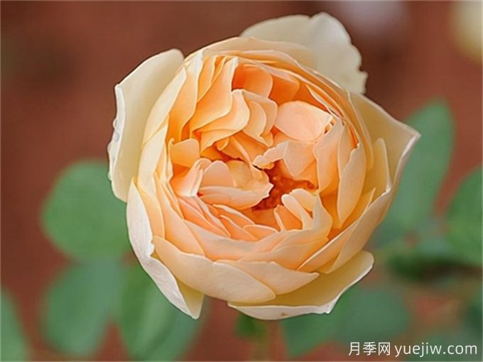 推薦7種優(yōu)秀灌木月季，庭院栽植好養(yǎng)又勤花(圖2)