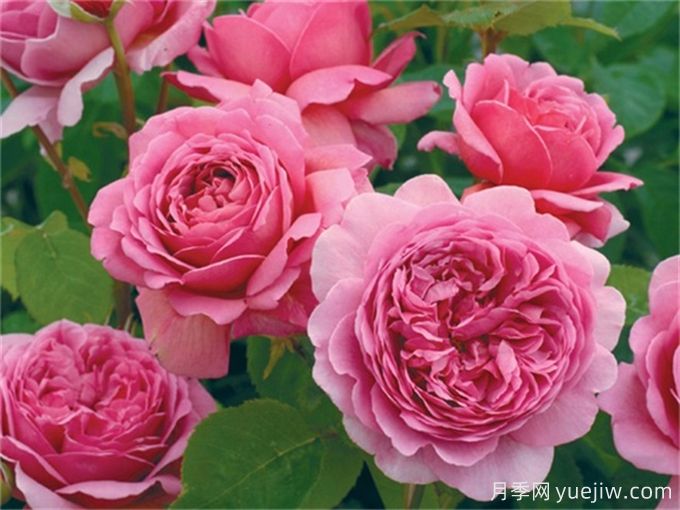 推薦7種優(yōu)秀灌木月季，庭院栽植好養(yǎng)又勤花(圖3)