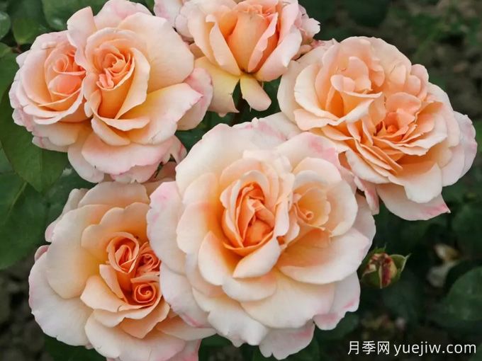 香檳色玫瑰的花語是什么？香檳色玫瑰的寓意和象征(圖1)