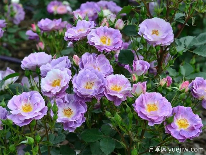 藍色玫瑰的花語是什？藍色玫瑰的寓意和象征(圖1)
