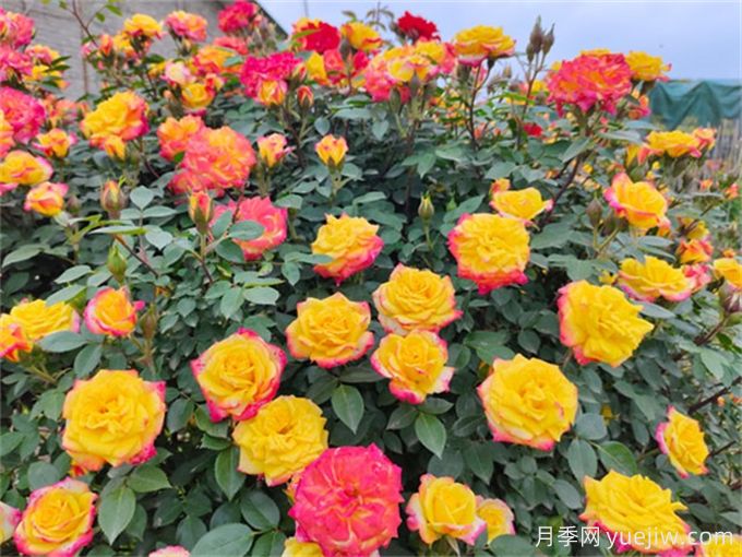 彩虹玫瑰的花語(yǔ)是什么？彩虹玫瑰的寓意和象征(圖1)