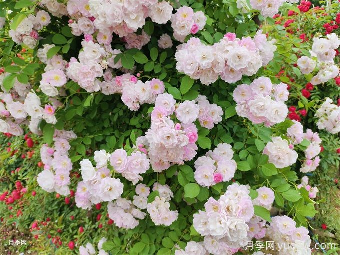 月季薔薇玫瑰，怎樣辨認薔薇三姐妹？(圖2)