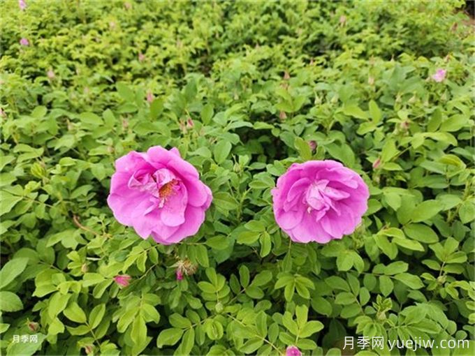 南陽月季繁育基地教你輕松辨別月季、玫瑰和薔薇(圖2)