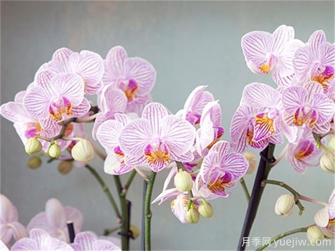 蘭花養(yǎng)護常識(圖1)