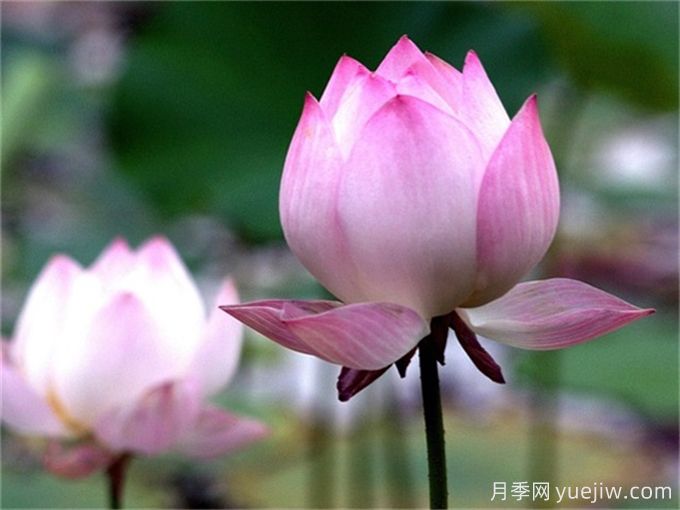 夏季有哪些可以種的水生植物？(圖1)