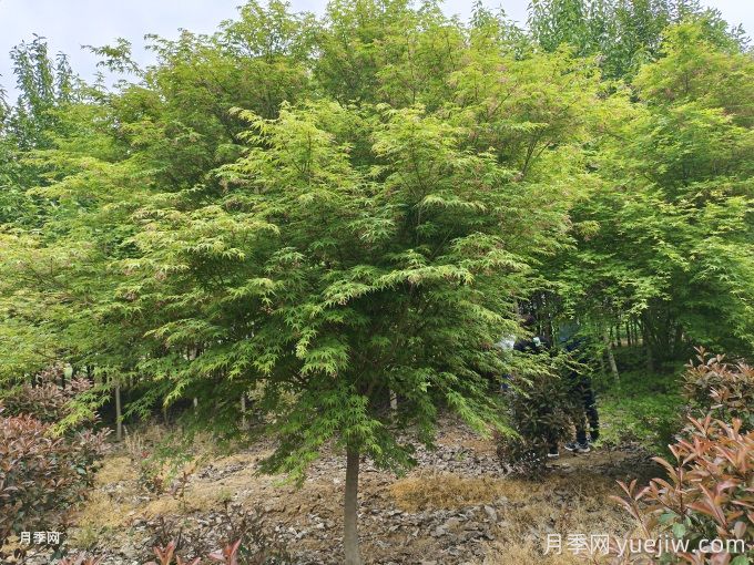 推薦20種彩葉樹(shù)種，用于園林綠化造景(圖3)