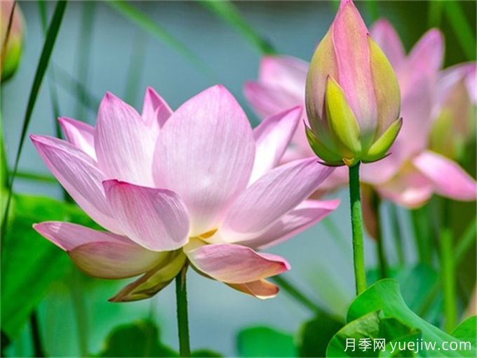 推薦5種高顏值花卉，好看又好養(yǎng)(圖1)