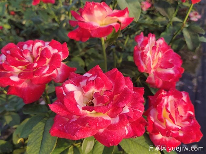 分享15種超香月季品種，香味控花友必備(圖3)
