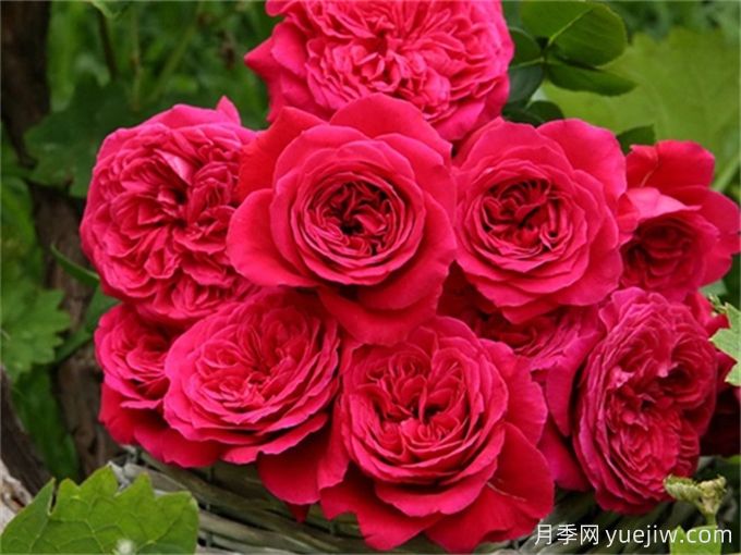 分享15種超香月季品種，香味控花友必備(圖7)