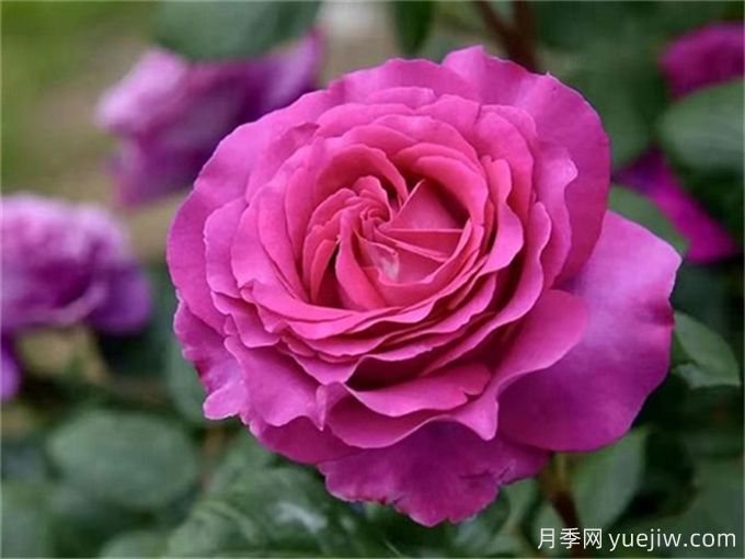 分享15種超香月季品種，香味控花友必備(圖4)