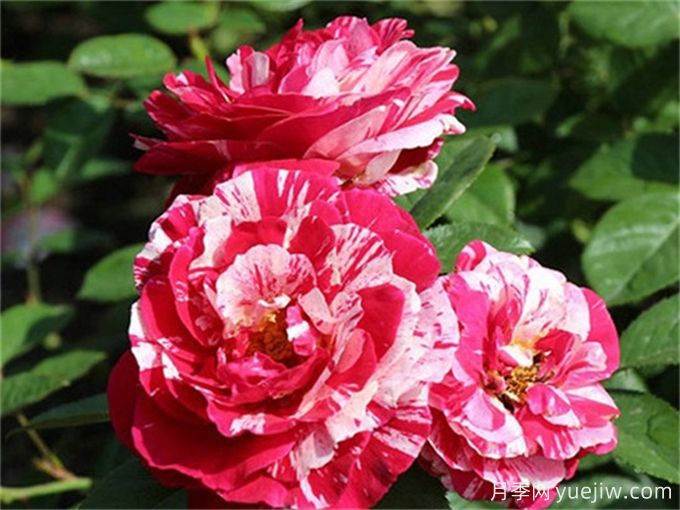 分享15種超香月季品種，香味控花友必備(圖5)