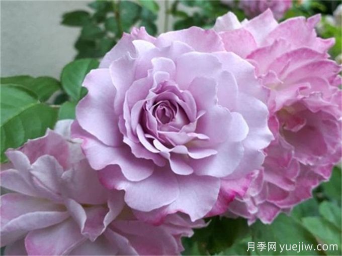 推薦10款高顏值紫色系月季，美艷不可方物(圖2)