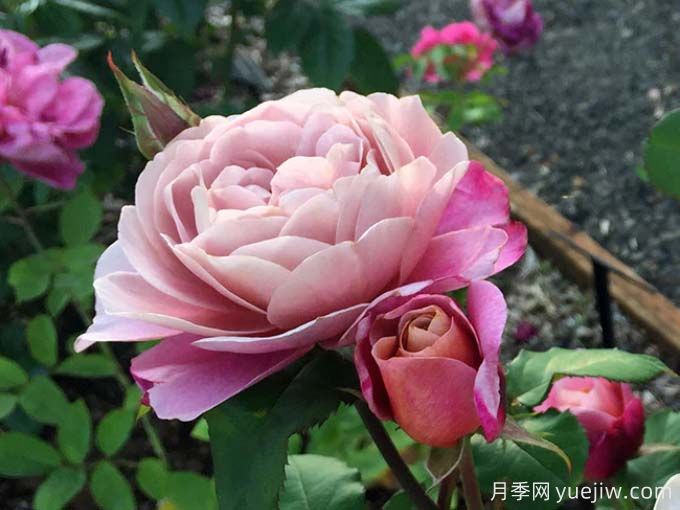 遙遠的鼓聲月季/妖鼓/遙鼓(圖3)