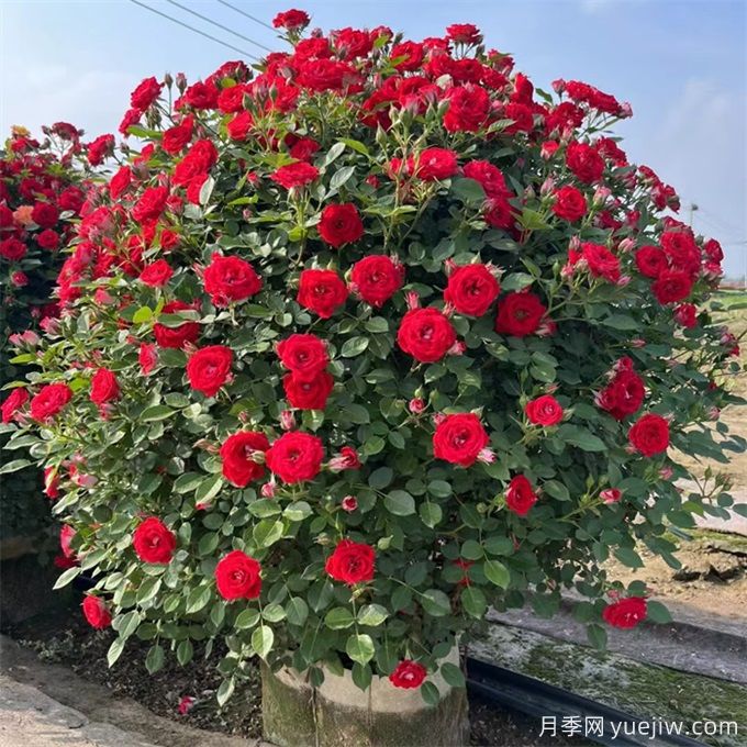 月季(玫瑰)的花季分類，造型月季花球花柱拱門展示(圖3)