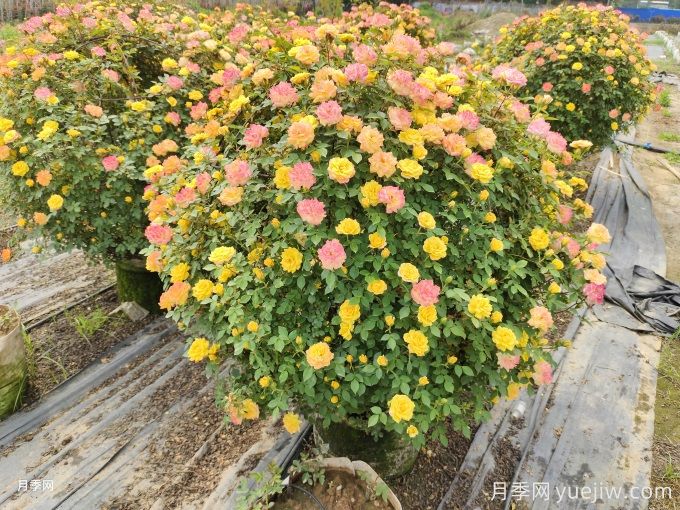 月季(玫瑰)的花季分類，造型月季花球花柱拱門展示(圖4)