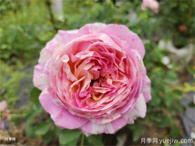 ?推薦9種耐熱月季，炎熱夏天也能開得很美(圖3)