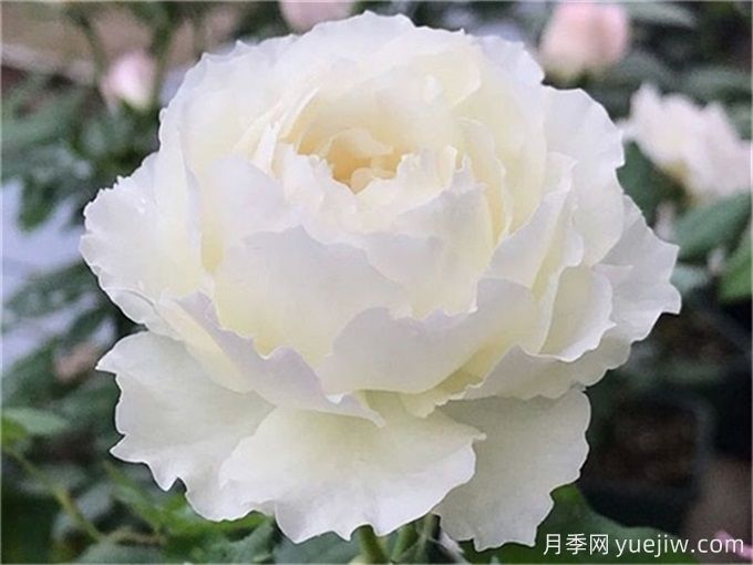 心之水滴月季，濃香大花月季的養(yǎng)護(hù)指南(圖1)