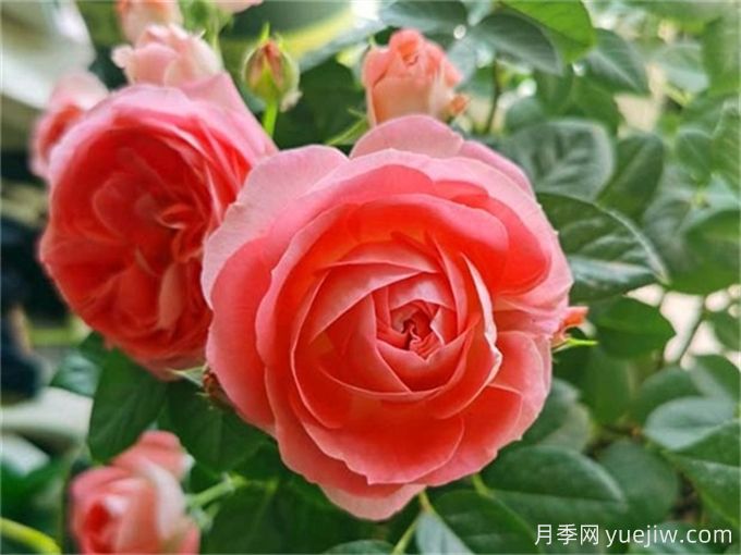 沒院子不能養(yǎng)月季花？小型月季照樣美爆陽(yáng)臺(tái)！(圖2)