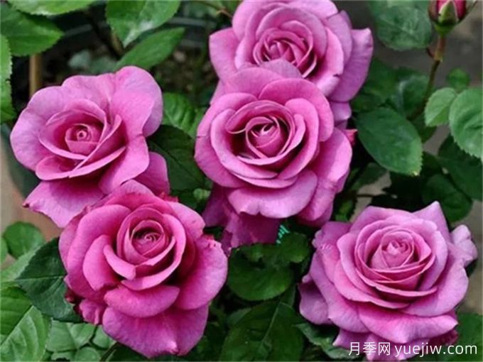 沒院子不能養(yǎng)月季花？小型月季照樣美爆陽(yáng)臺(tái)！(圖3)