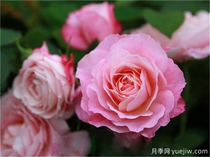 沒院子不能養(yǎng)月季花？小型月季照樣美爆陽(yáng)臺(tái)！(圖4)
