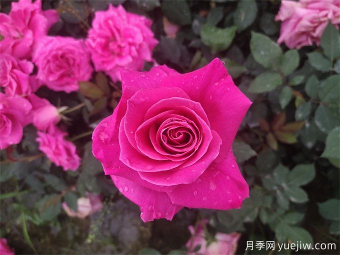 一朵月季花，10種吃法，11種病皆可治療(圖1)