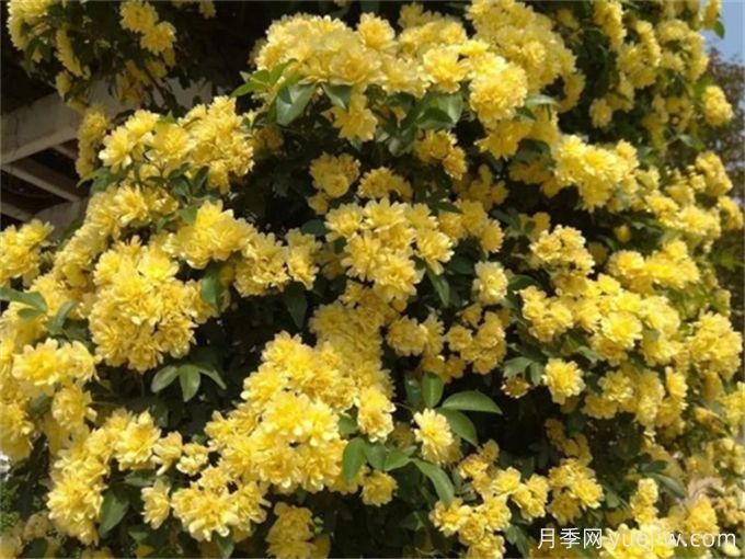養(yǎng)一棵黃木香，花朵嬌艷，香氣醇厚(圖1)
