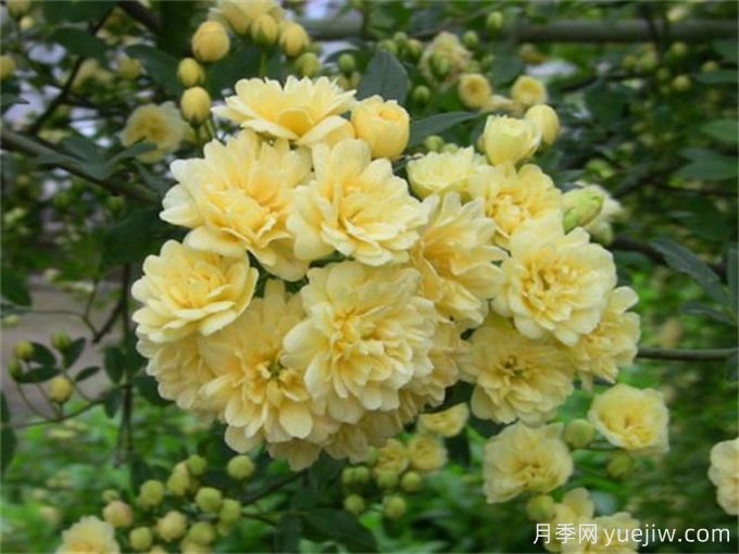 養(yǎng)一棵黃木香，花朵嬌艷，香氣醇厚(圖2)