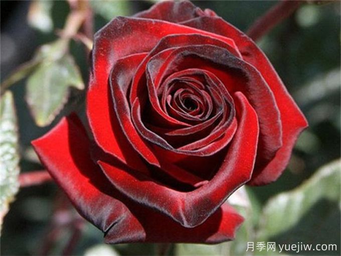 花店必備80種玫瑰花，開始認(rèn)識多色切花月季(圖1)