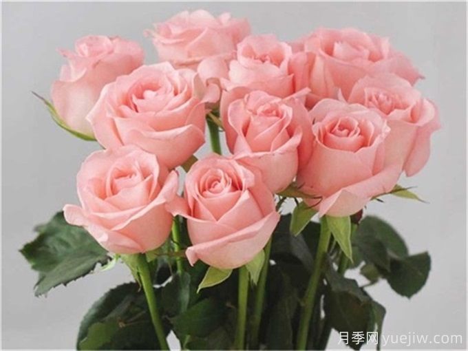 花店必備80種玫瑰花，開始認(rèn)識多色切花月季(圖5)