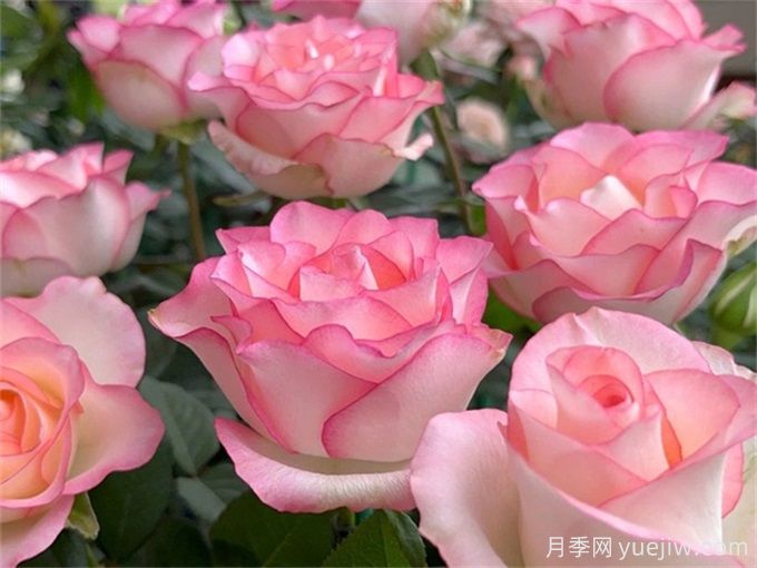 花店必備80種玫瑰花，開始認(rèn)識多色切花月季(圖6)