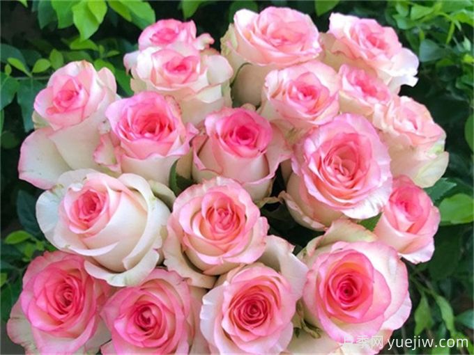 花店必備80種玫瑰花，開始認(rèn)識多色切花月季(圖7)