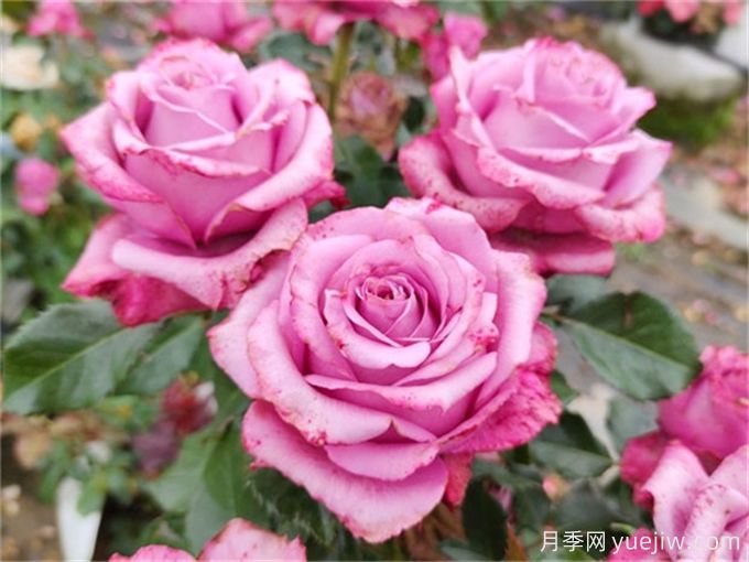 花店必備80種玫瑰花，開始認(rèn)識多色切花月季(圖8)