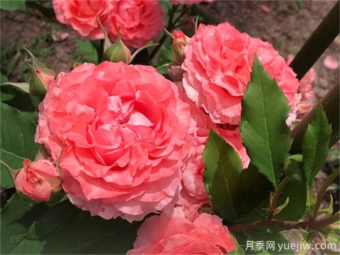 花店必備80種玫瑰花，開始認(rèn)識多色切花月季(圖9)