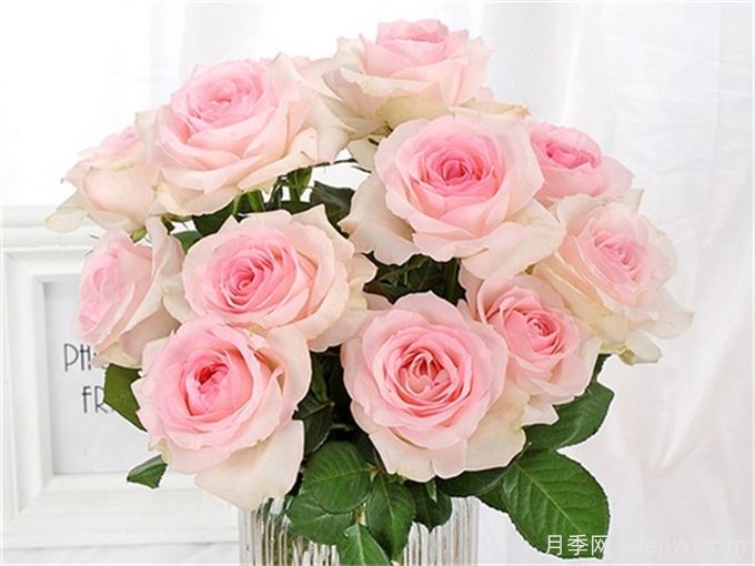 花店必備80種玫瑰花，開始認(rèn)識多色切花月季(圖10)