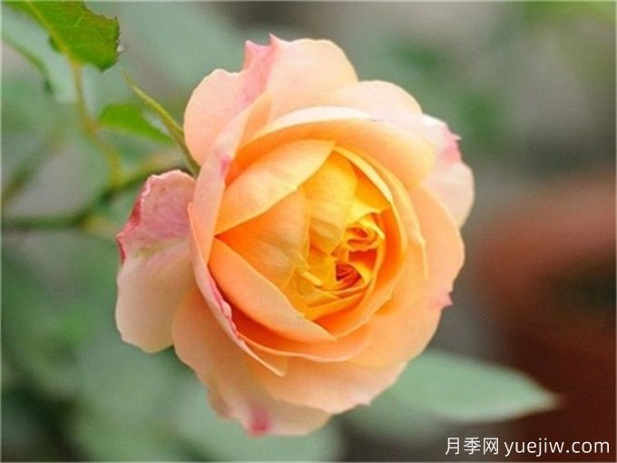 花店必備80種玫瑰花，開始認(rèn)識多色切花月季(圖11)