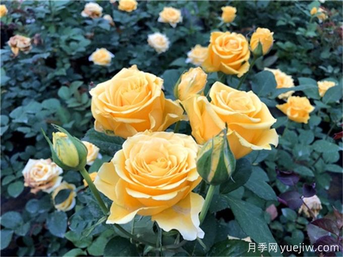 花店必備80種玫瑰花，開始認(rèn)識多色切花月季(圖12)