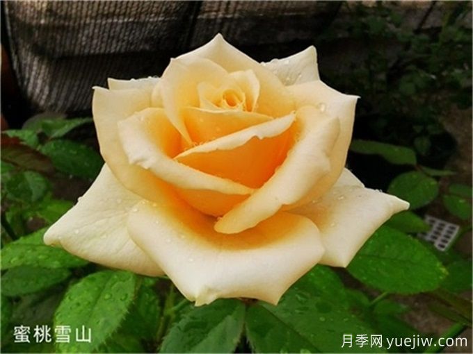 花店必備80種玫瑰花，開始認(rèn)識多色切花月季(圖13)