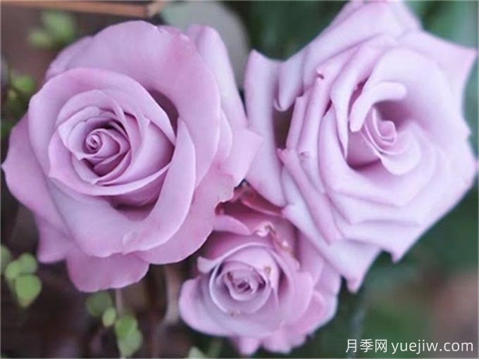 花店必備80種玫瑰花，開始認(rèn)識多色切花月季(圖16)