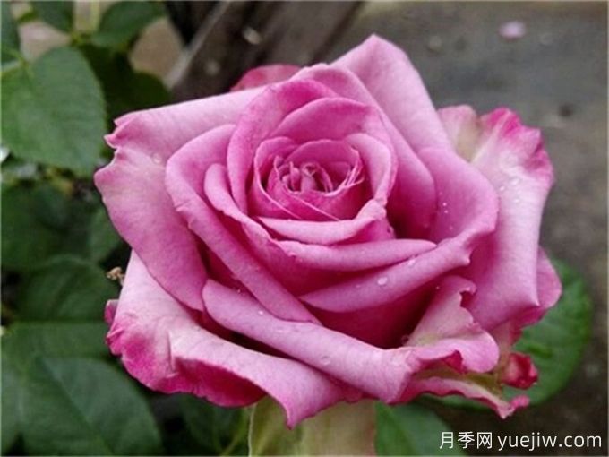 花店必備80種玫瑰花，開始認(rèn)識多色切花月季(圖17)