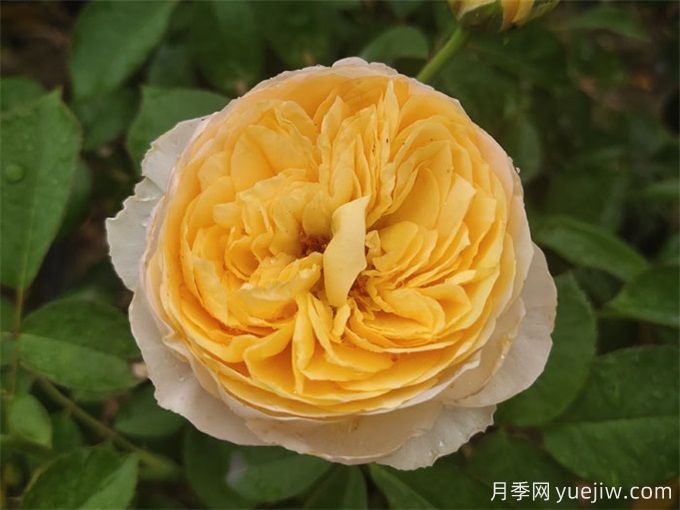 花店必備80種玫瑰花，開始認(rèn)識多色切花月季(圖14)