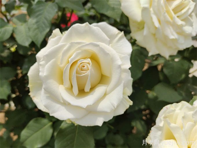花店必備80種玫瑰花，開始認(rèn)識多色切花月季(圖19)