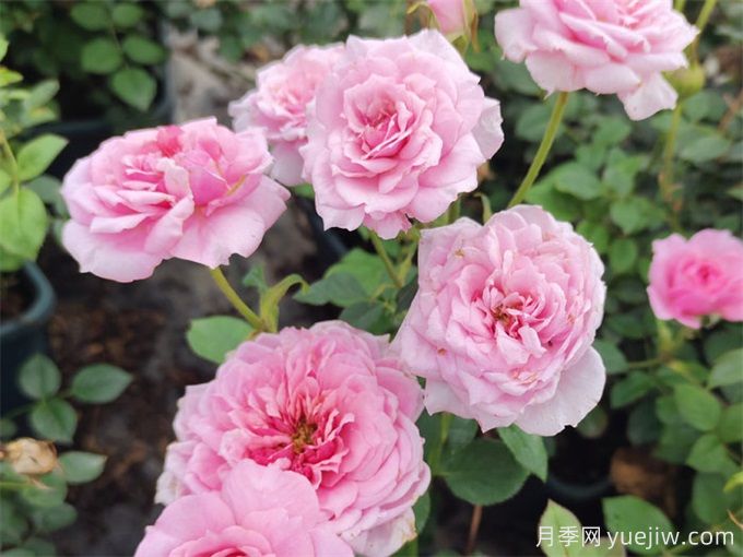 不能養(yǎng)家里的3種花卉，養(yǎng)不好白費(fèi)力(圖1)