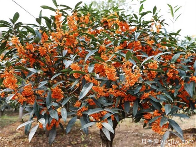 10種中式庭院植物，既美化壞境又極具象征(圖1)