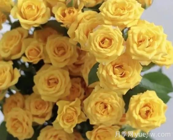 夢幻芭比月季，夢幻般明亮的黃色芭比(圖1)