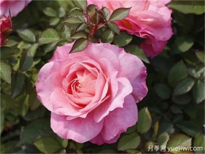 海神王陽臺月季，花量豐富花期長，陽臺黨喜愛(圖1)